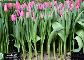 Tulipa Ozon ® (1)